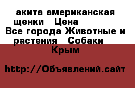 акита американская.щенки › Цена ­ 75 000 - Все города Животные и растения » Собаки   . Крым